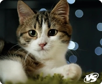 Коврик для мыши VS Cat B4651
